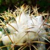 17b _Coryphantha _elephantidens _ssp.bumamma 'bianca' 03